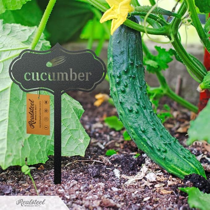 A ripe cucumber growing on the vine in a garden bed, surrounded by lush green leaves and yellow flowers. A decorative black metal plant marker labeled "cucumber" stands in the soil, adding a stylish and functional touch to the vegetable garden.