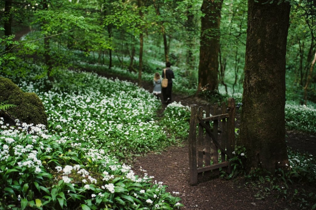 A natural garden pathway made of stacked tree branches and prunings, arranged in a flowing serpentine shape to enhance biodiversity and promote carbon sequestration.